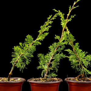 3-juniperus-chinensis-itoigawa