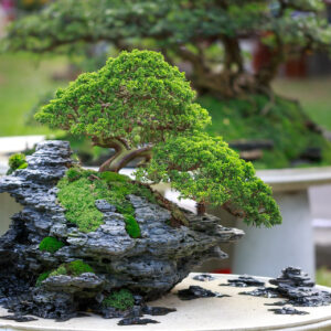 Juniperus Chinensis Itoigawa Bonsai