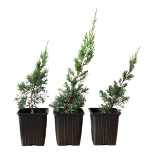juniperus chinensis kishu