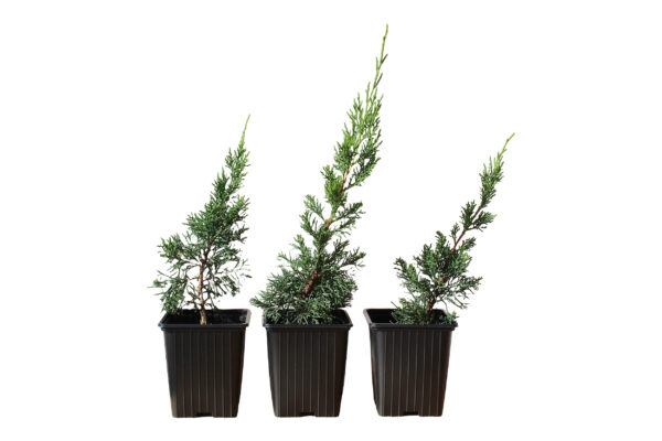 juniperus chinensis kishu
