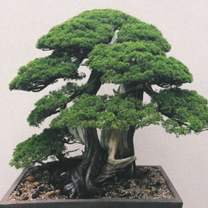 juniperus-chinensis-kishu-bonsai