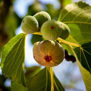 Ficus-Carica-2