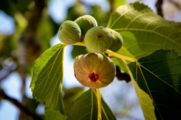 Ficus-Carica-2