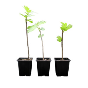 Ficus-Carica