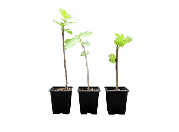Ficus-Carica