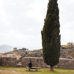 cupressus-sempervirens