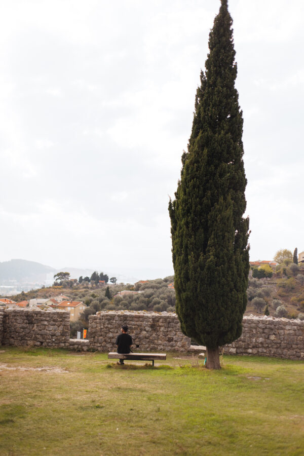 cupressus-sempervirens