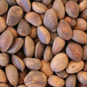 pinus-parviflora-seeds