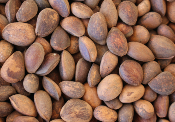 pinus-parviflora-seeds