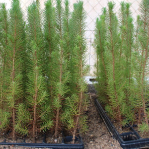 pinus-pinea