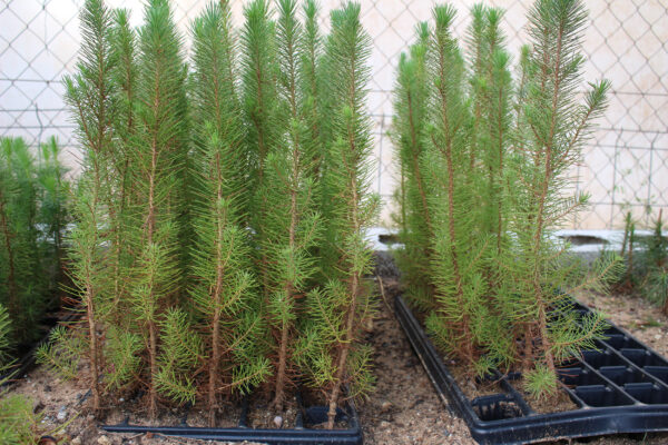 pinus-pinea