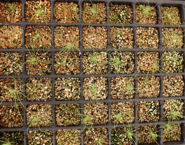 pinus-thunbergii-seedlings