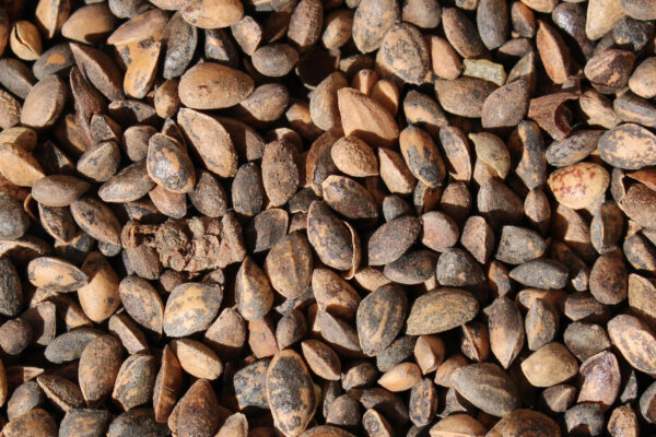 Graines de Pinus Thunbergii