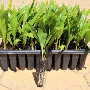 Trachycarpus-Fortunei