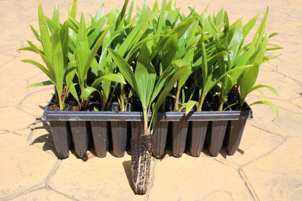 Trachycarpus-Fortunei
