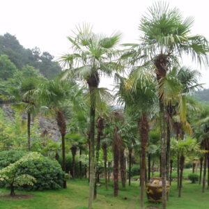 Trachycarpus-Fortunei-Palm-Tree