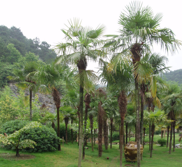 Trachycarpus-Fortunei-Palm-Tree
