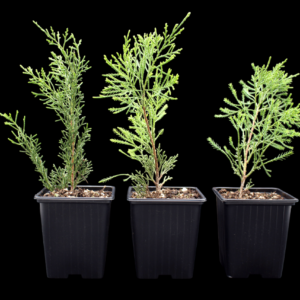 juniperus-chinensis-sargentii-2