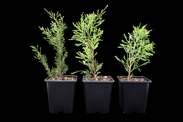 juniperus-chinensis-sargentii-2