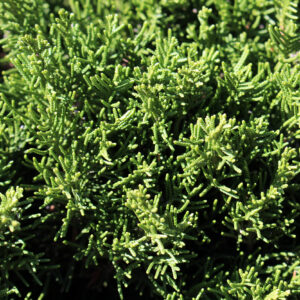 juniperus-chinensis-sargentii