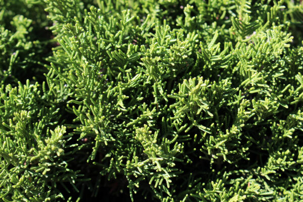 juniperus-chinensis-sargentii