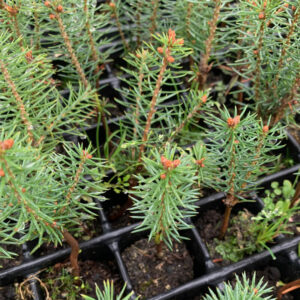 abies-pinsapo
