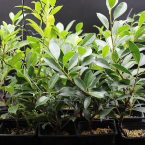 ficus-microcarpa-tiger-bark