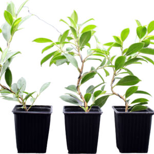 ficus-microcarpa-tiger-bark-2