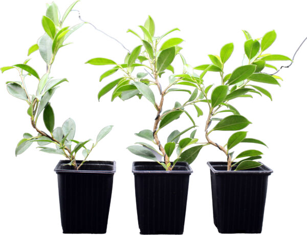 ficus-microcarpa-tiger-bark-2
