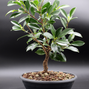 ficus microcarpa tiger bark