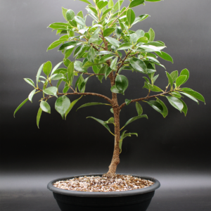 ficus-microcarpa-tiger-bark-2026-02-17-2
