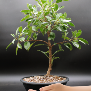 ficus-microcarpa-tiger-bark-2026-02-17-2
