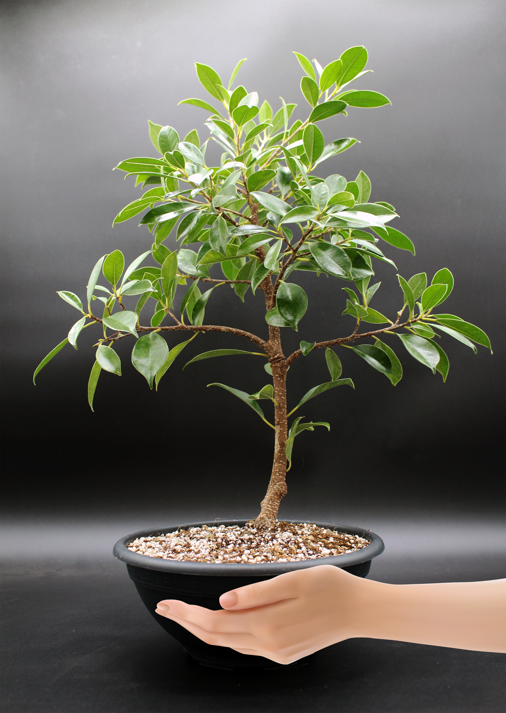 ficus-microcarpa-tiger-bark-2026-02-17-2