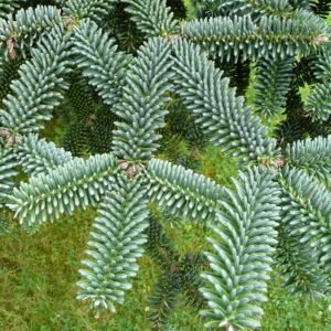 abies-pinsapo