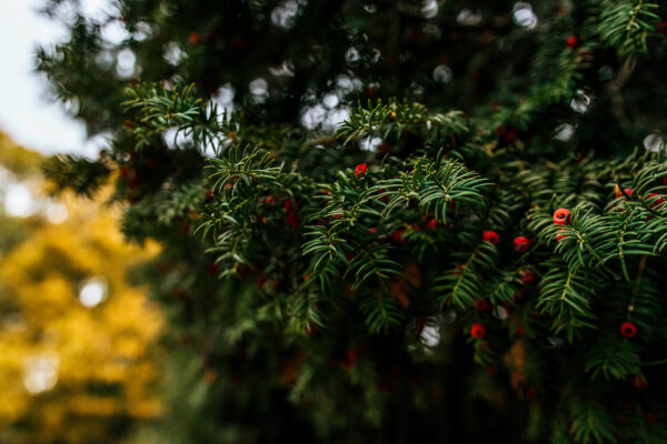 Taxus Baccata - English Yew - Image 2
