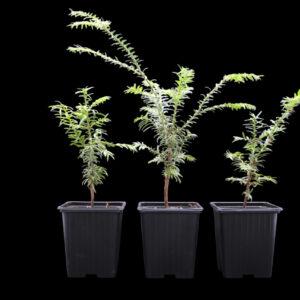 taxus-baccata