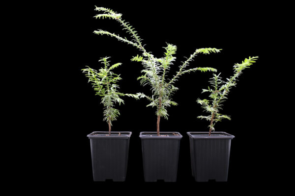 taxus-baccata