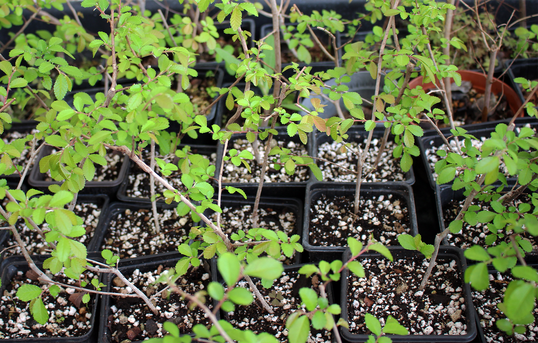 Ulmus Parvifolia - Chinese Elm - Image 2