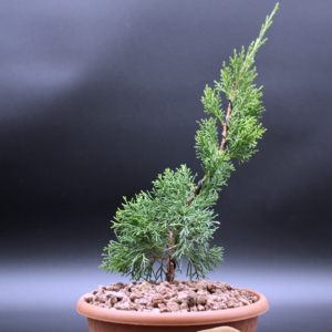 Juniperus Chinensis Kishu Pre Bonsai #1