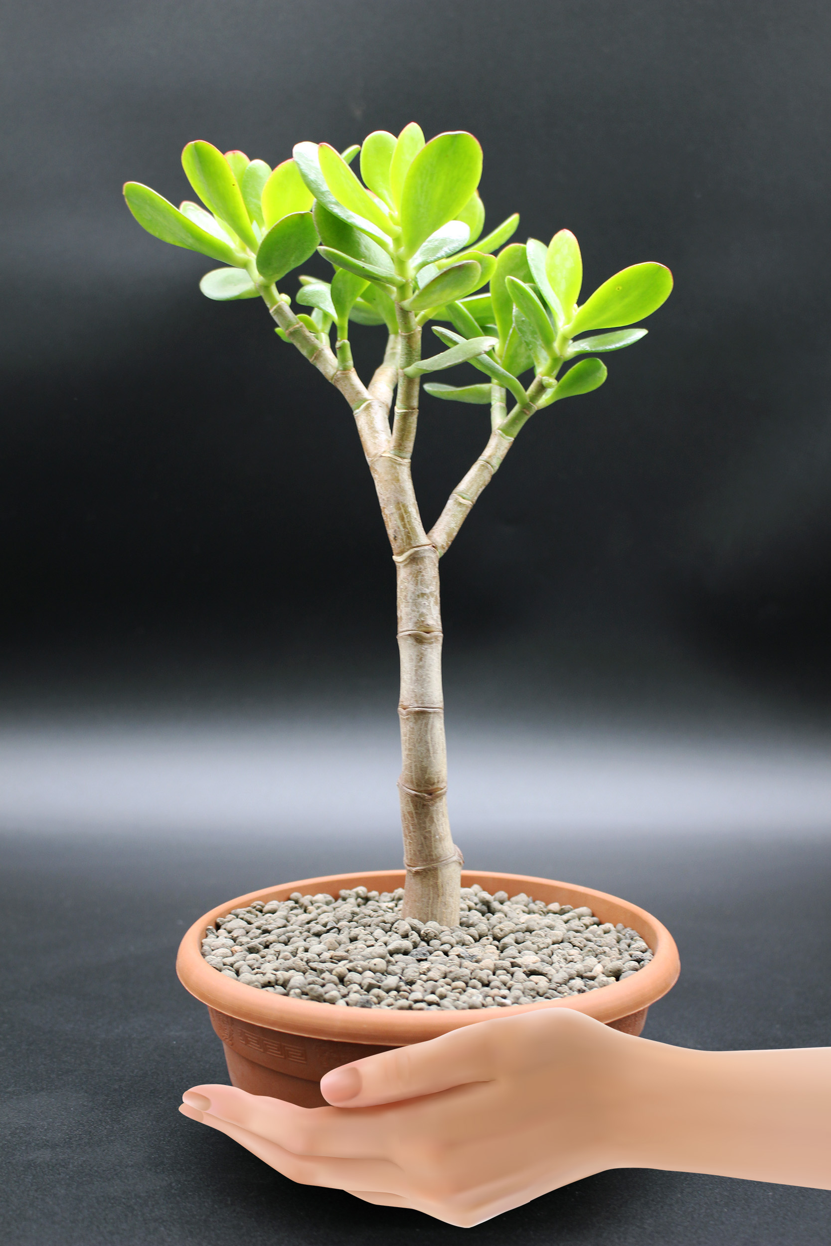 crassula-ovata-bonsai-20-30
