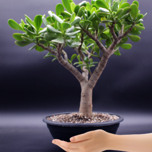 Crassula Ovata (Jadeplant) Pre Bonsai