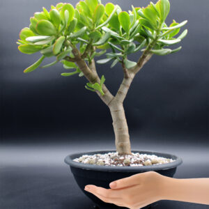 crassula-ovata-pre-bonsai-2026-03-23-03