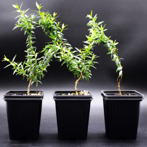 myrtus communis tarentina