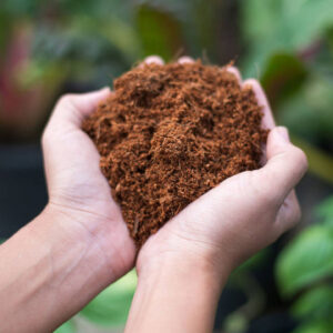 Coconut fiber