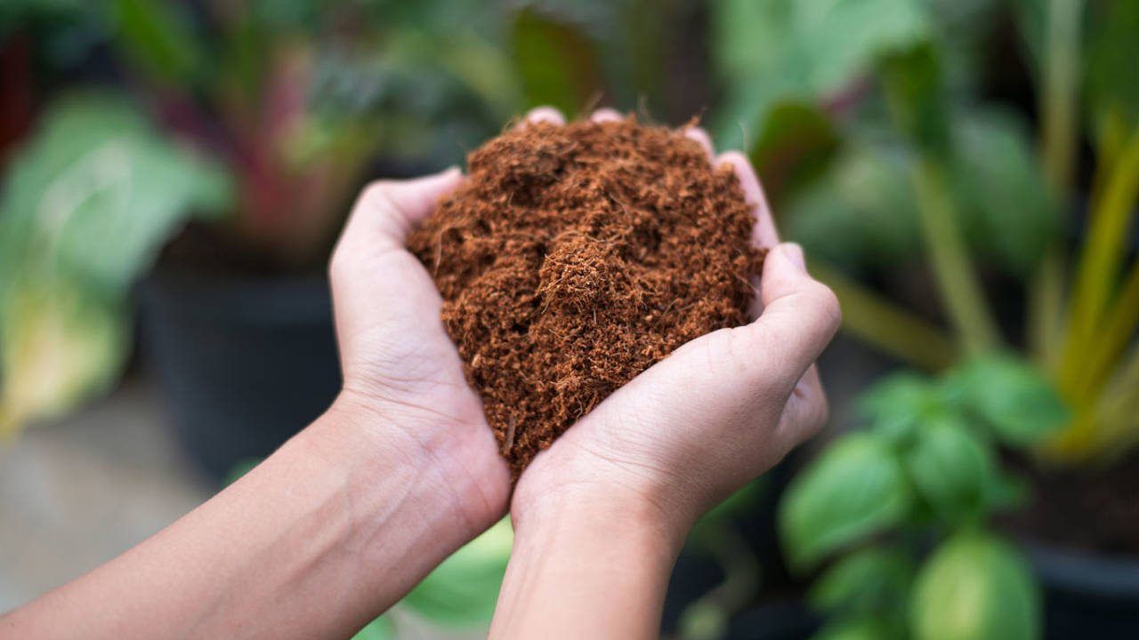 Coconut fiber