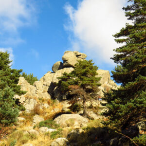 Pinus Sylvestris