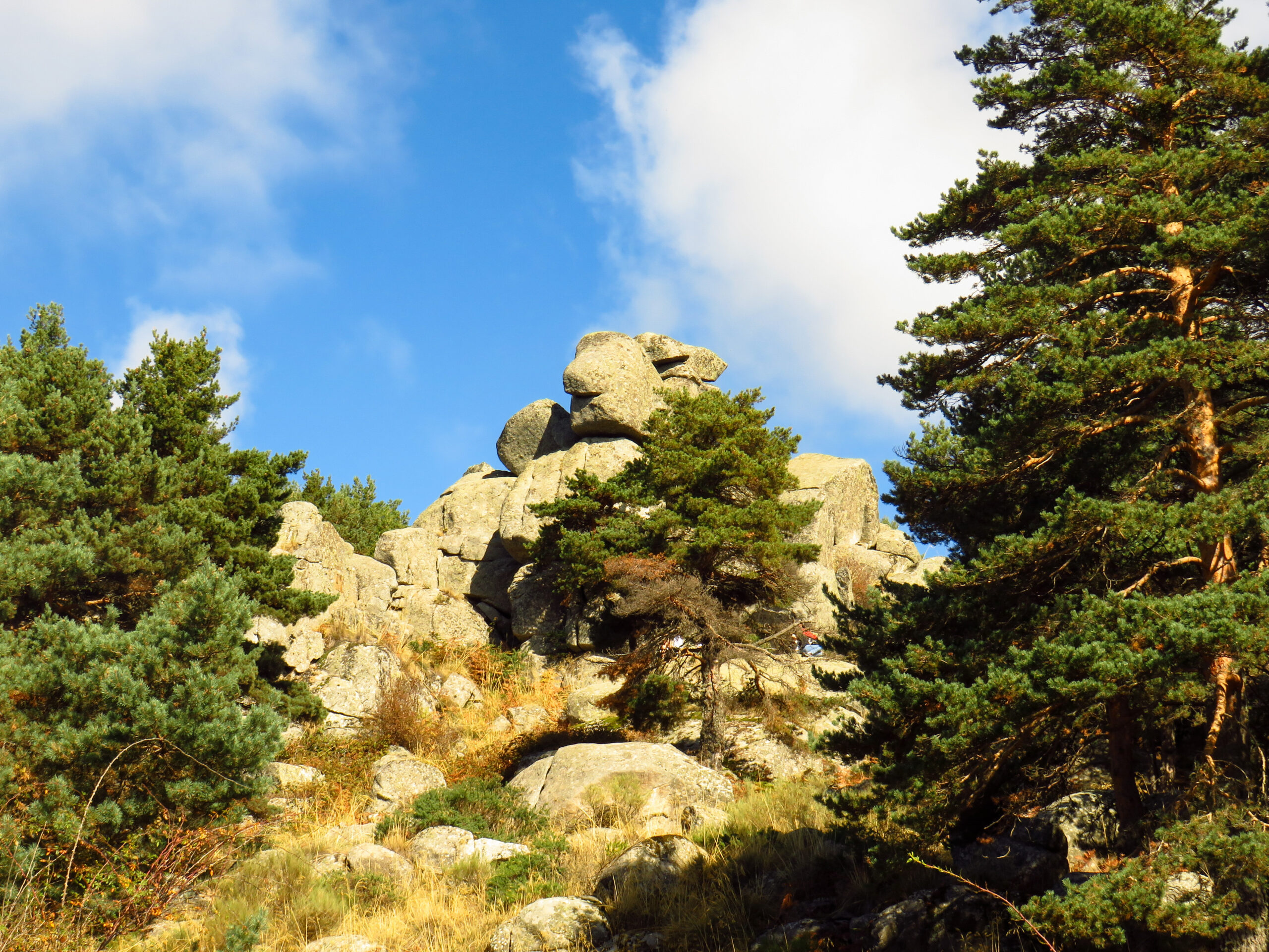 Pinus Sylvestris