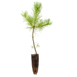 Pinus Sylvestris