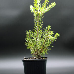pinus sylvestris