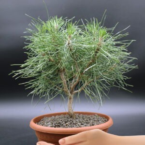 pinus thunbergii prebonsai